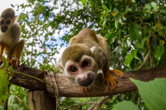 Monkey Land